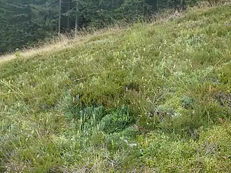 Stanowisko widlicza alpejskiego