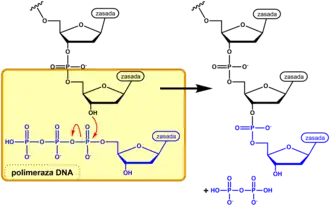Przyłączenie nukleotydu przez polimerazę do rosnącej naturalnej nici DNA