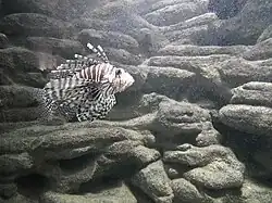 Skrzydlica w Aquarium