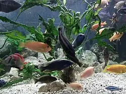 Jedno z akwariów w Aquarium