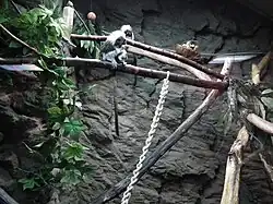 Egzotarium w Aquarium, tamaryny białoczube