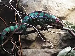 Terrarium w Aquarium, kameleon