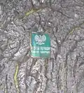 Tabliczka z pomnikowego dębu, rosnącego na słubickim placu