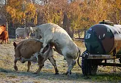 Krycie krowy u bydła