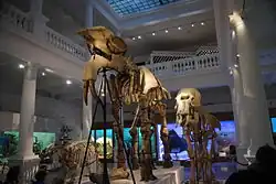 Szkielet Deinotherium.