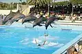Marine Land, delfinarium