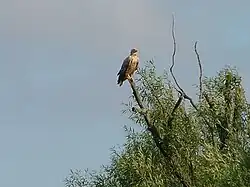 Bielik o jasnym upierzeniu siedzi na pochyłym pniu uschniętego drzewa, na tle brudno-niebieskiego nieba. Widok z dystansu, lekko z dołu. Bielik w prawym półprofilu, patrzy prosto. Poniżej młode gałązki wierzbowe z liśćmi.