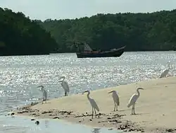 Czaple na brzegu Atlantyku