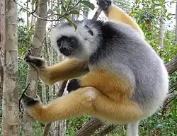 Sifaka