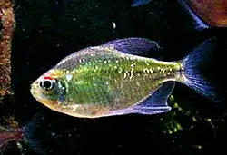 Moenkhausia pittieri