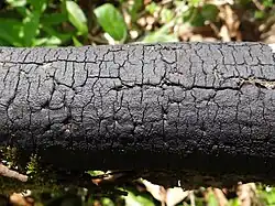 Diatrype decorticata