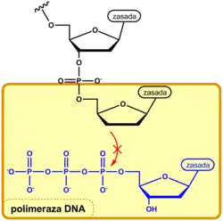 Terminacja elongacji DNA przez dideoksynukleozyd