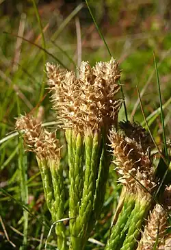 Kłosy zarodnionośne