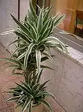 Dracaena deremensis