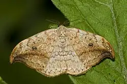 Fotografia barwna, motyl na liściu