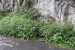 Skała przy Drodze Pienińskiej ze znakiem wysokiej wody z lipca 1934