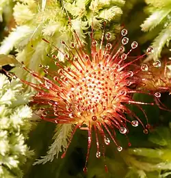 Rosiczka okrągłolistna nad Jeziorem Torfy.