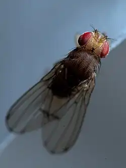 Drosophila