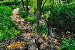 Obszar źródliskowy, łączące się cieki źródłowe Drwinki