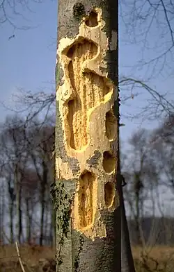 Efekt poszukiwań dzięcioła czarnego