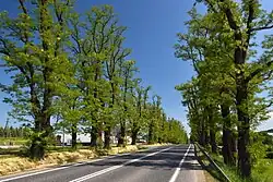 Aleja robinii akacjowych