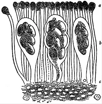 Hymenium złotorostu ściennego: a – parafizy, b – worki, c- hypotecjum