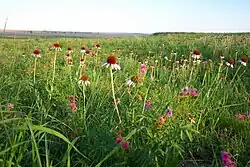 Echinacea angustifolia i Schrankia nuttallii