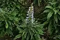 Echium callithyrsum