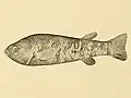 Empetrichthys merriami