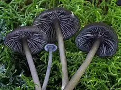 Cheilocystydy na ostrzach blaszek dzwonkówki czarniawej