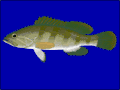 Epinephelus aeneus