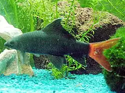 Epalzeorhynchos bicolor