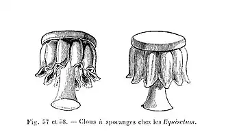 Sporangiofor skrzypów