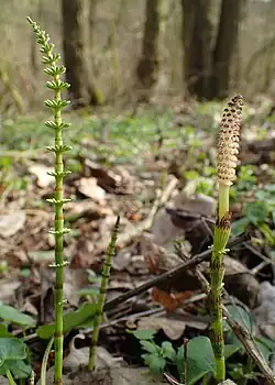 Młody pęd płonny i pęd zarodnionośny