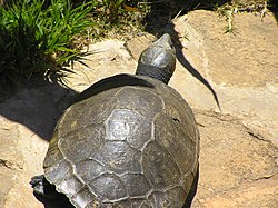 Erymnochelys madagascariensis