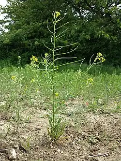 pszonak obłączystyE. repandum