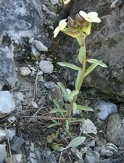 pszonak WittmannaE. wittmannii