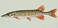 Esox americanus