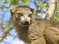 Eulemur coronatus