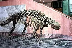 Szkielet euoplocefala (Senckenberg Museum, Frankfurt)