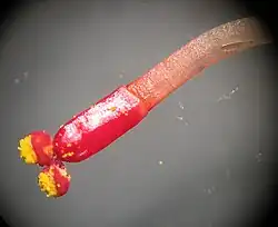 Pojedynczy kwiat męski na szypułce