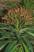 Euphorbia mellifera