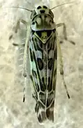 Eupteryx melissae (Typhlocybinae)