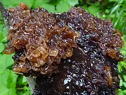 Kisielnica karmelowata