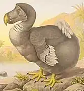 Dront dodo (Raphus cucullatus)