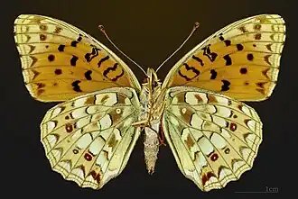 △ Argynnis niobe