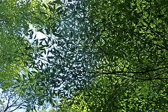 Buk w odmianie paprotkowej