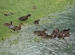 Kaczki krzyżówki nad Sanem, Sanok, 2008