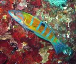 Thalassoma pavo