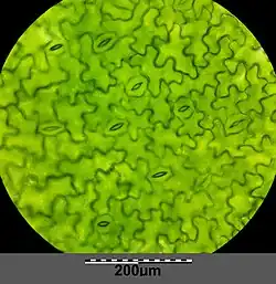 Epiderma z aparatami szparkowymi na dolnej stronie liścia